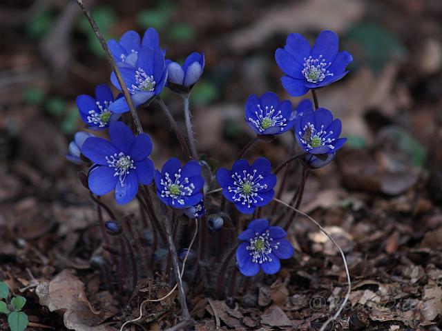 Hepatica nob.Giselle.JPG